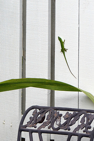 Here lizard lizard